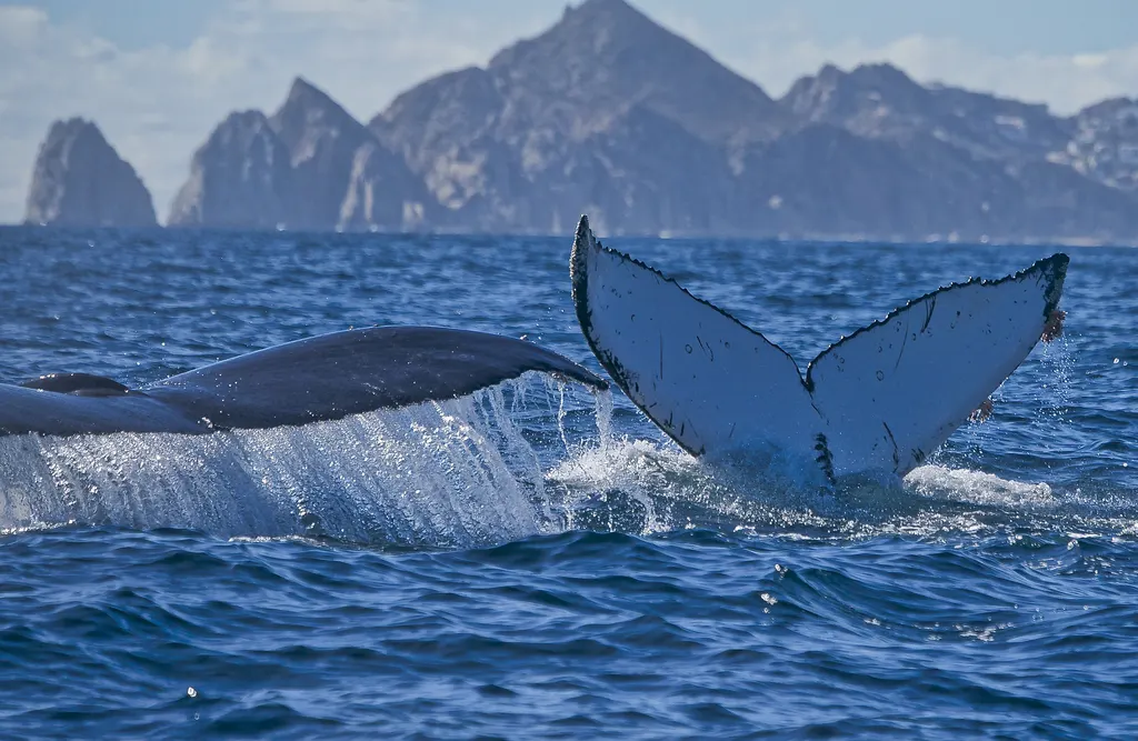 Humpback whale, photo 2 (Los Cabos, Baja California Sur)