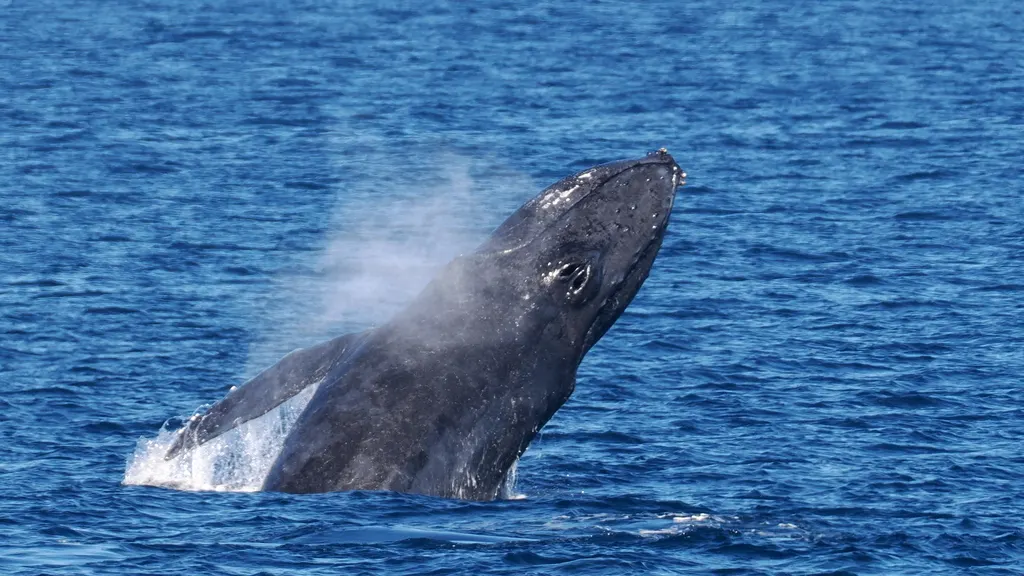 Humpback whale, photo 3 (Los Cabos, MX-BS)