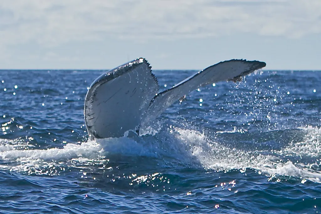 Humpback whale, photo 4 (Los Cabos, Baja California Sur)