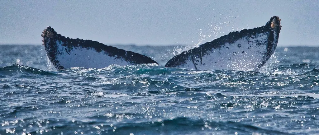 Humpback whale, photo 5 (Cabo San Lucas, BCS)