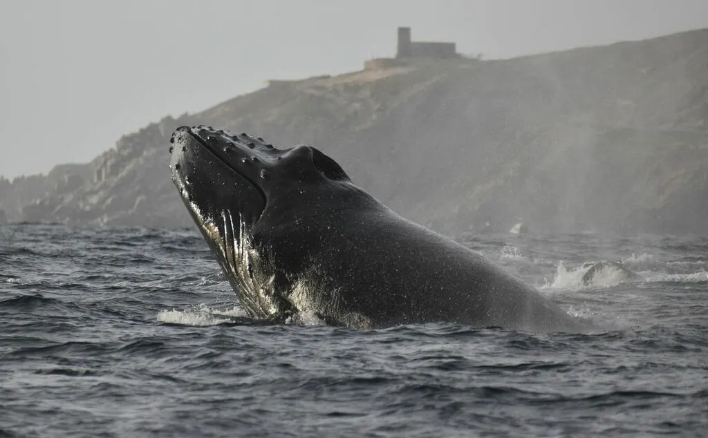 Humpback whale, photo 6 (Los Cabos, Baja California Sur)