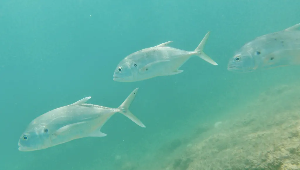 Pacific crevalle jack, photo 2 (Cabo Pulmo, 23570 La Ribera)