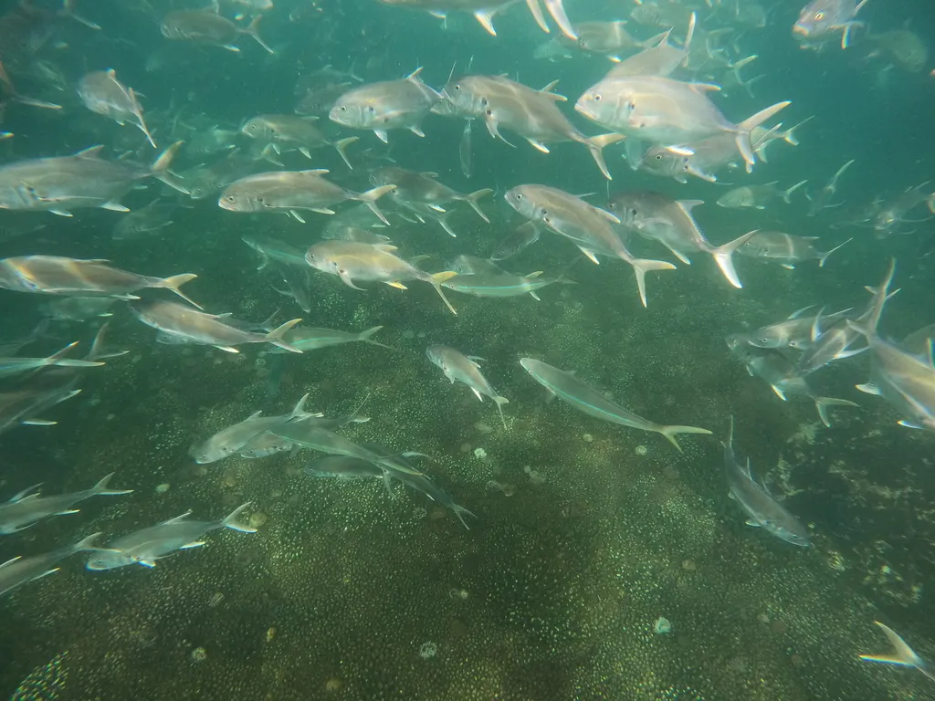 Pacific crevalle jack, photo 3 (Manzanillo, MX-CL)
