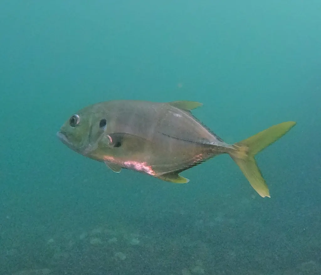 Pacific crevalle jack, photo 4 (Residencial la Jolla, 28868 Manzanillo)