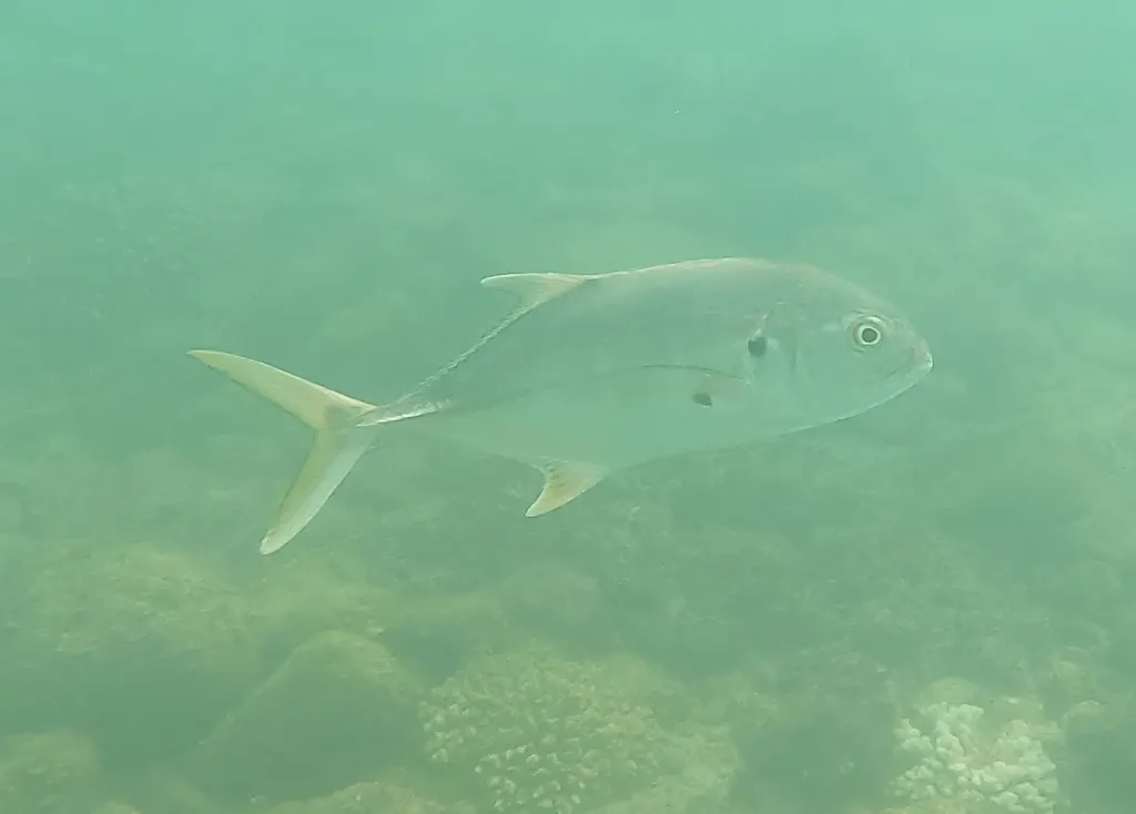 Pacific crevalle jack, photo 5 (La Paz, MX-BS)