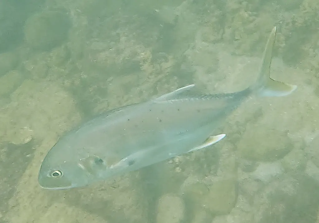 Pacific crevalle jack, photo 6 (La Paz, MX-BS)