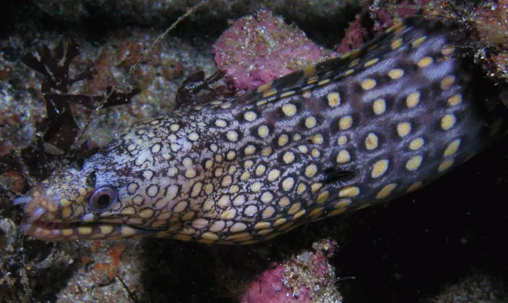 Morena pinta, foto 2 (Isla del Espiritu Santo, Baja California Sur)