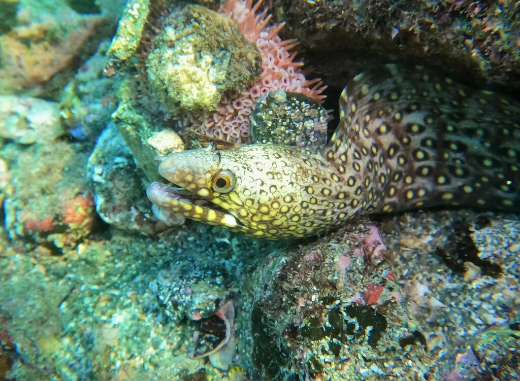Morena pinta, foto 5 (Manzanillo, MX-CL)