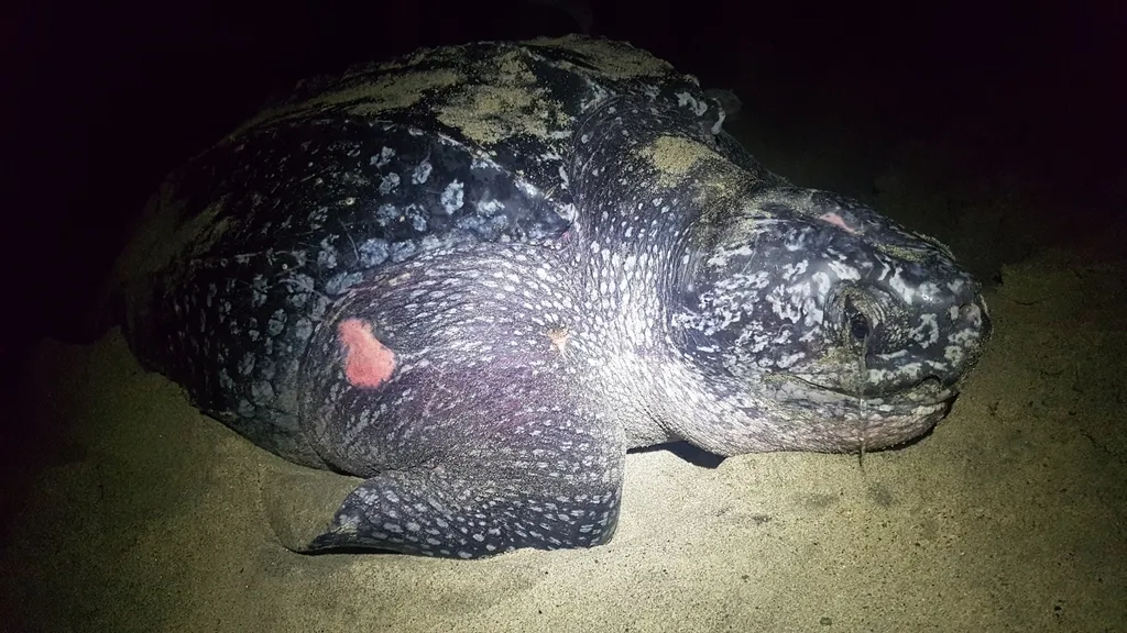 Leatherback sea turtle, photo 1 (Mexico)