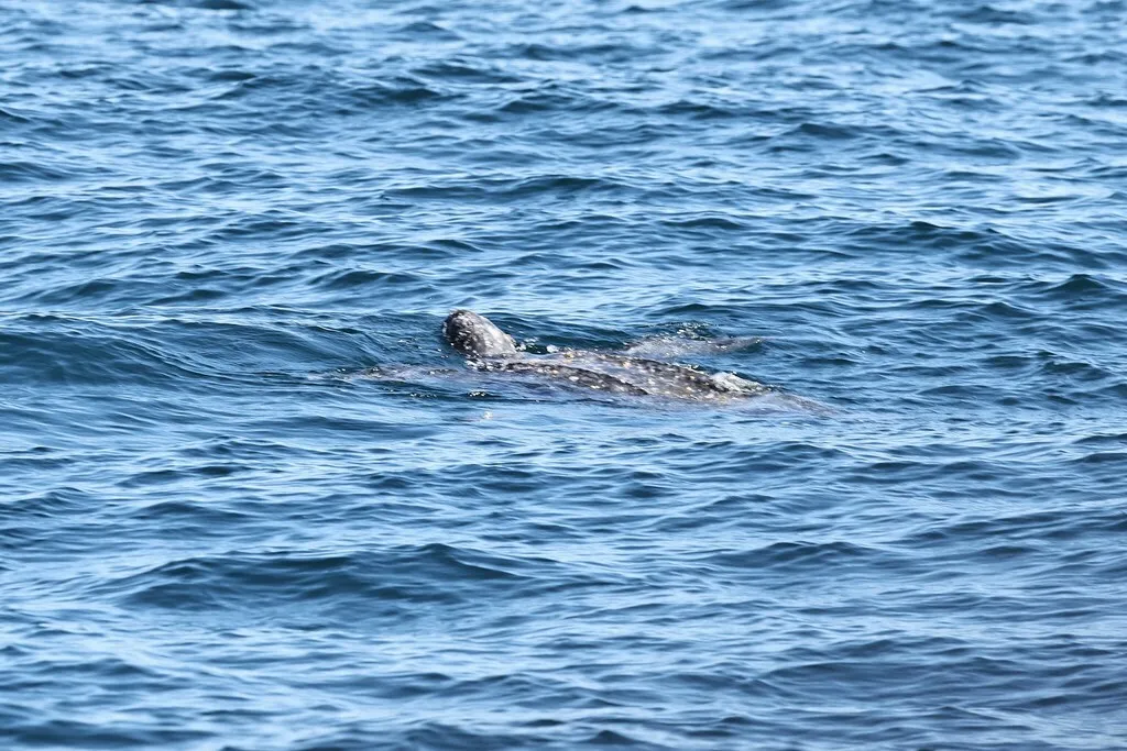 Leatherback sea turtle, photo 2 (Mexico)