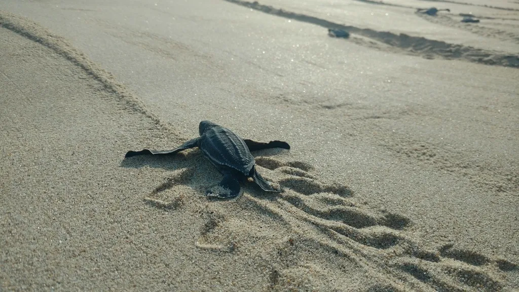 Leatherback sea turtle, photo 3 (Oaxaca, MX)