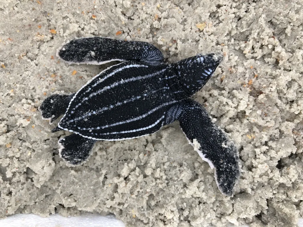 Leatherback sea turtle, photo 4 (Florida, US)