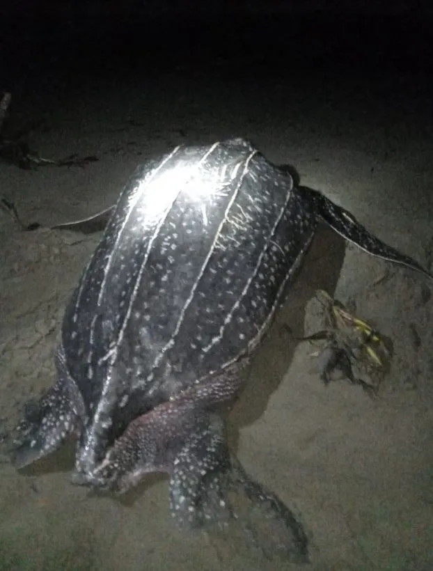 Leatherback sea turtle, photo 5 (Chocó, CO)