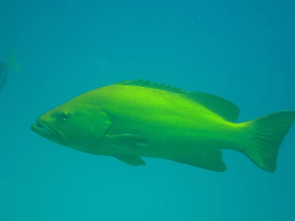 Leopard grouper, photo 1 (23574 Cabo Pulmo, BCS)