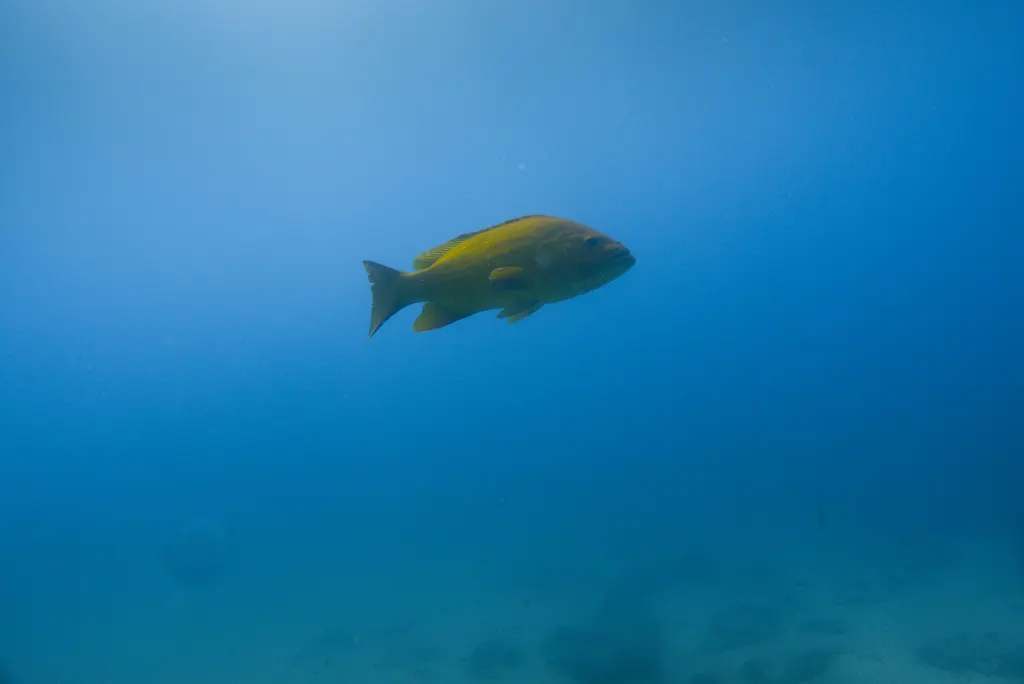 Leopard grouper, photo 2 (El Bajo, Cabo Pulmo)
