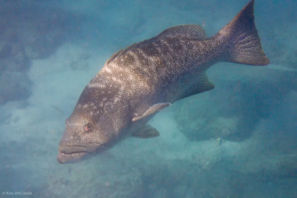 Leopard grouper, photo 3 (Playa Los Arbolitos, Cabo Pulmo)