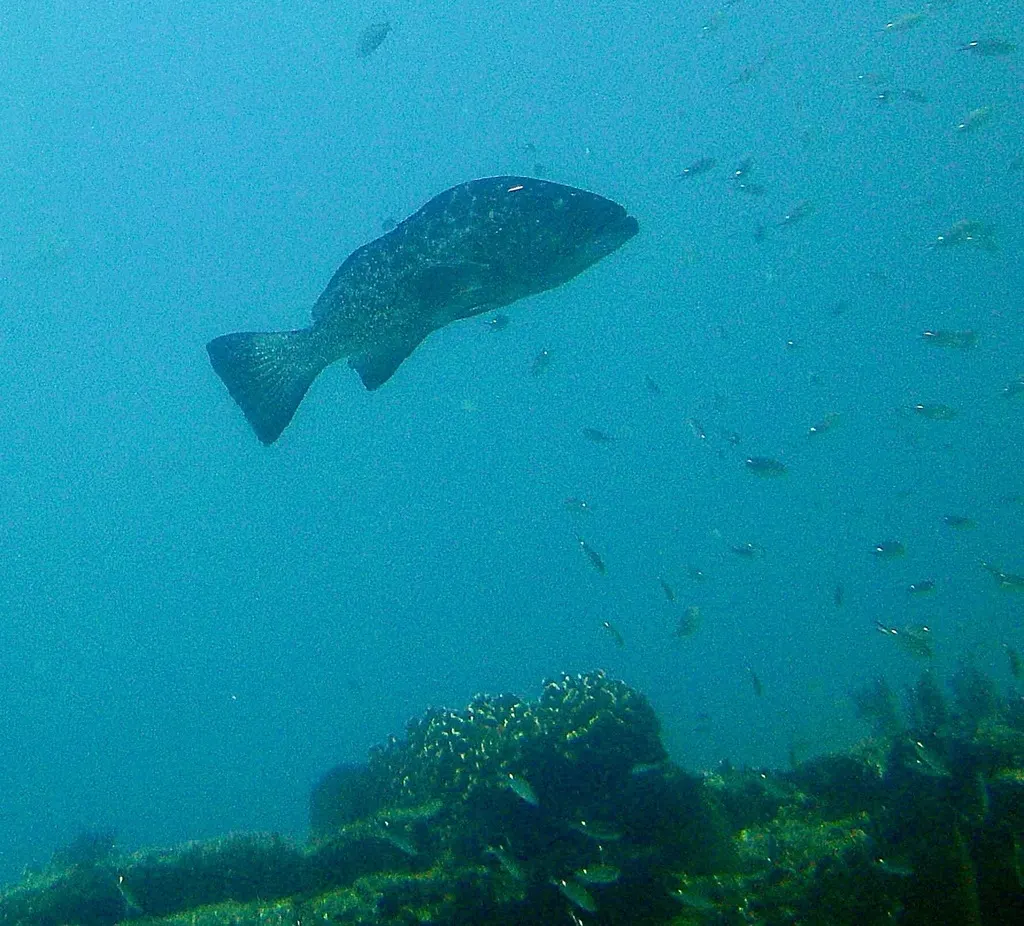 Leopard grouper, photo 4 (El Bajo, 23570 La Ribera)