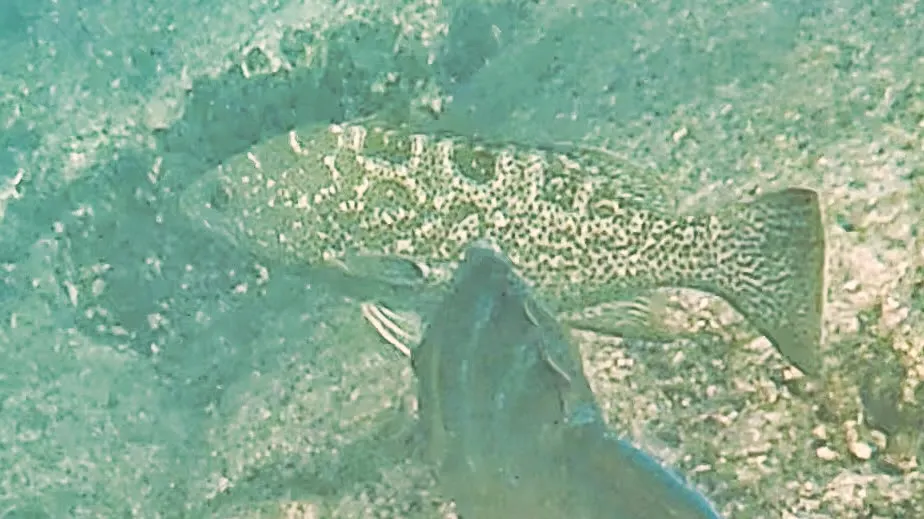 Leopard grouper, photo 5 (Cabo Pulmo, 23570 La Ribera)