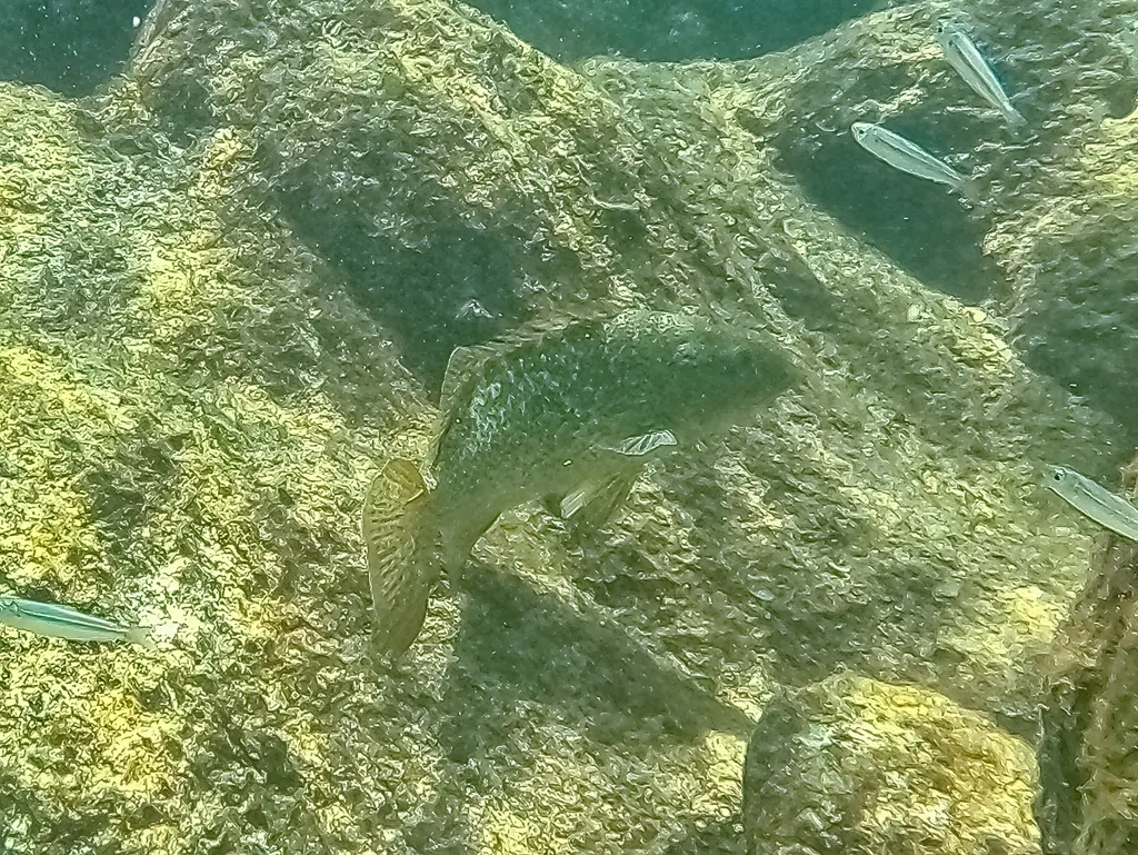 Leopard grouper, photo 6 (Cabo Pulmo, 23570 La Ribera)