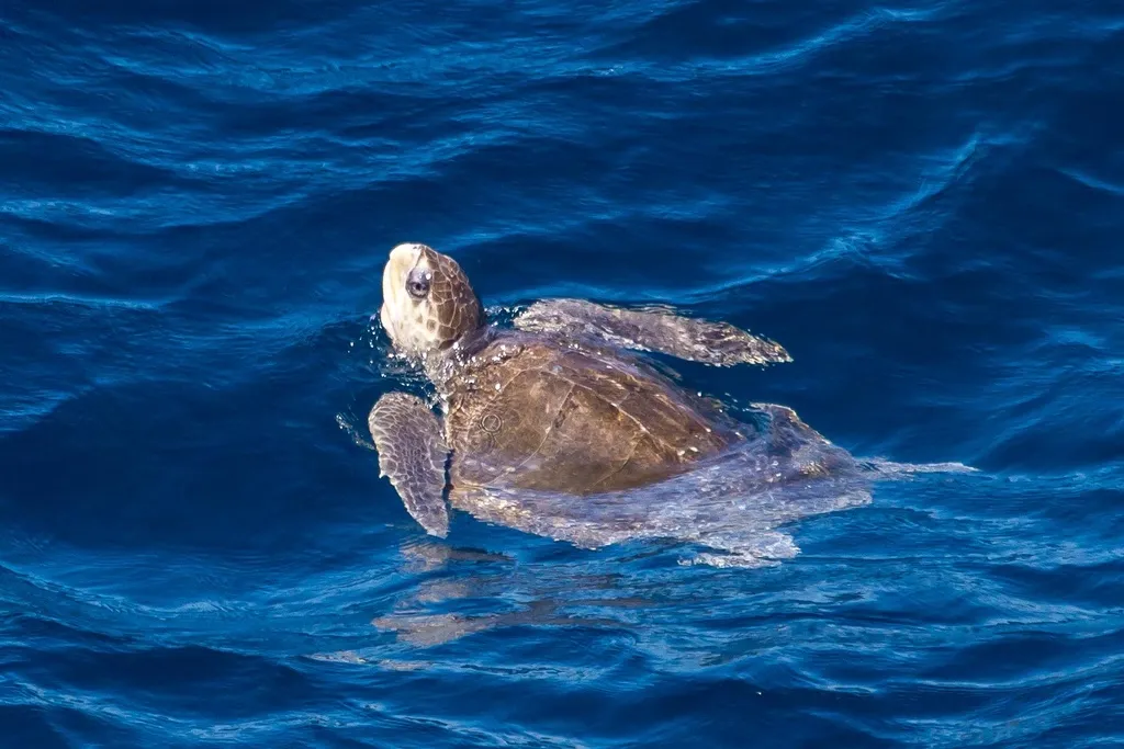 Tortuga caguama (tortuga amarilla), foto 1 (Mexico)