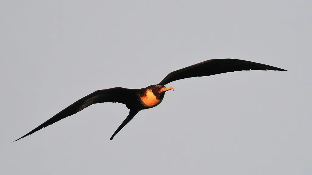Fragata magnífica (tijereta), foto 1 (Comondú Municipality, BCS)