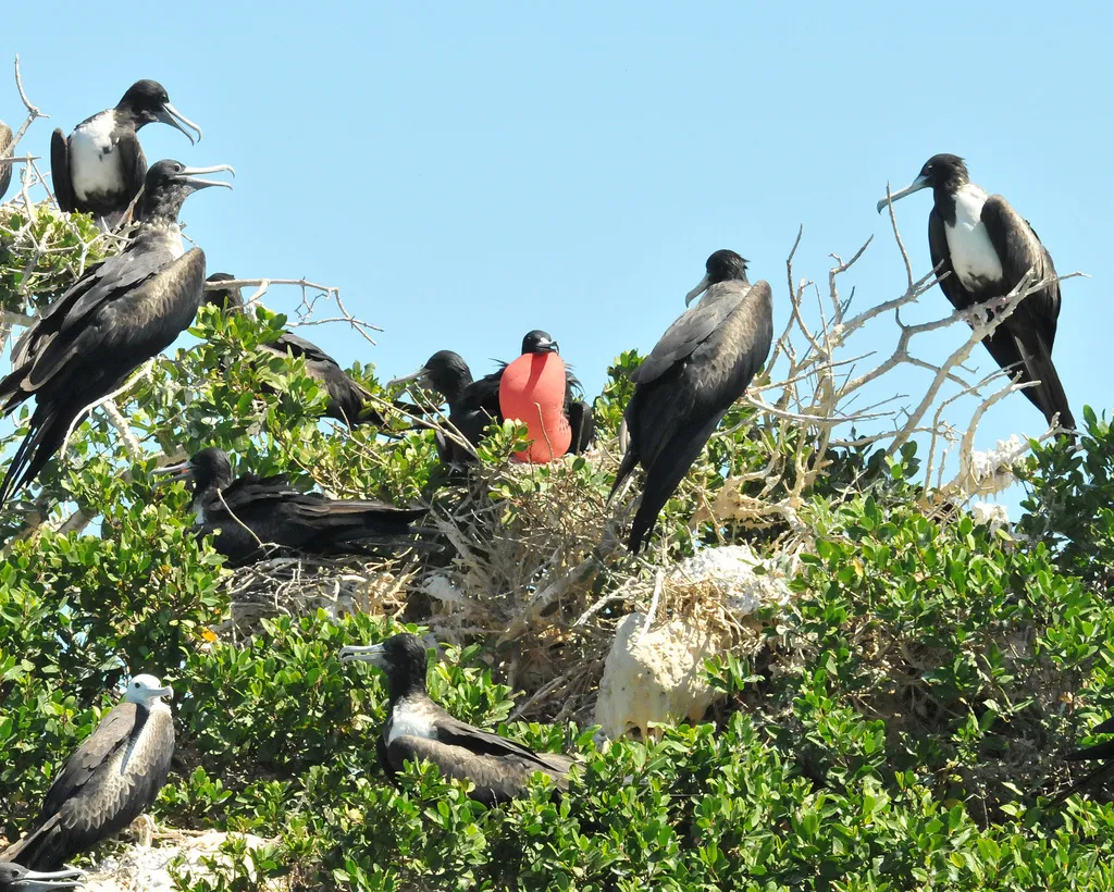 Fragata magnífica (tijereta), foto 2 (Isla del Espiritu Santo, Baja California Sur)