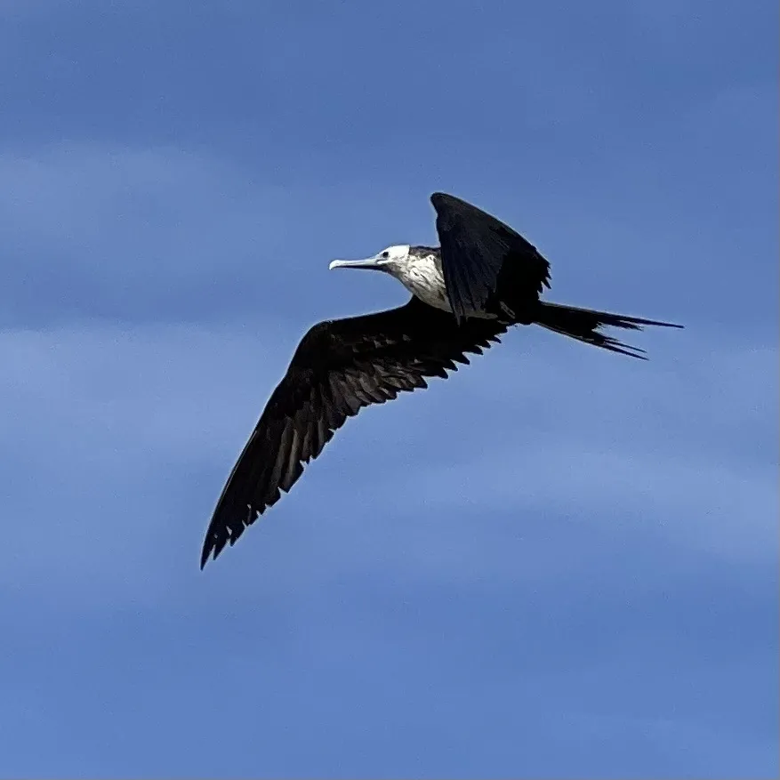 Fragata magnífica (tijereta), foto 5 (La Paz, BCS)