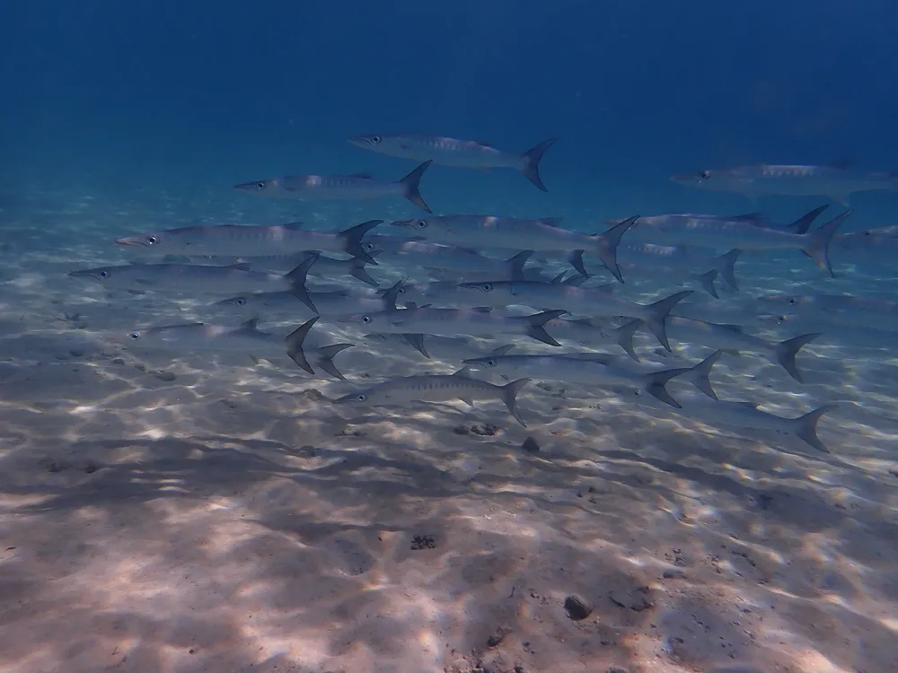 Mexican barracuda, photo 1 (Granito de Oro, Coiba NP)