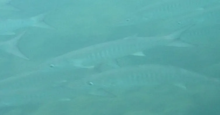 Mexican barracuda, photo 2 (Bahía Drake, Provincia de Puntarenas)