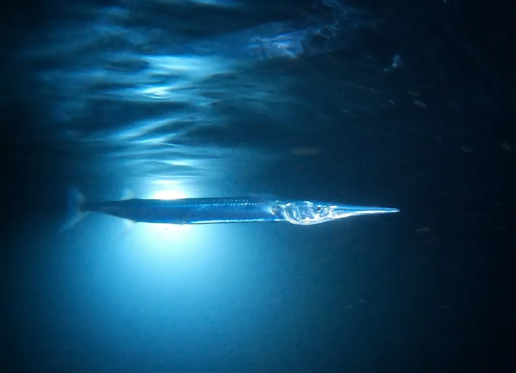 Mexican needlefish, photo 1 (Club de Yates, Mzlo.)