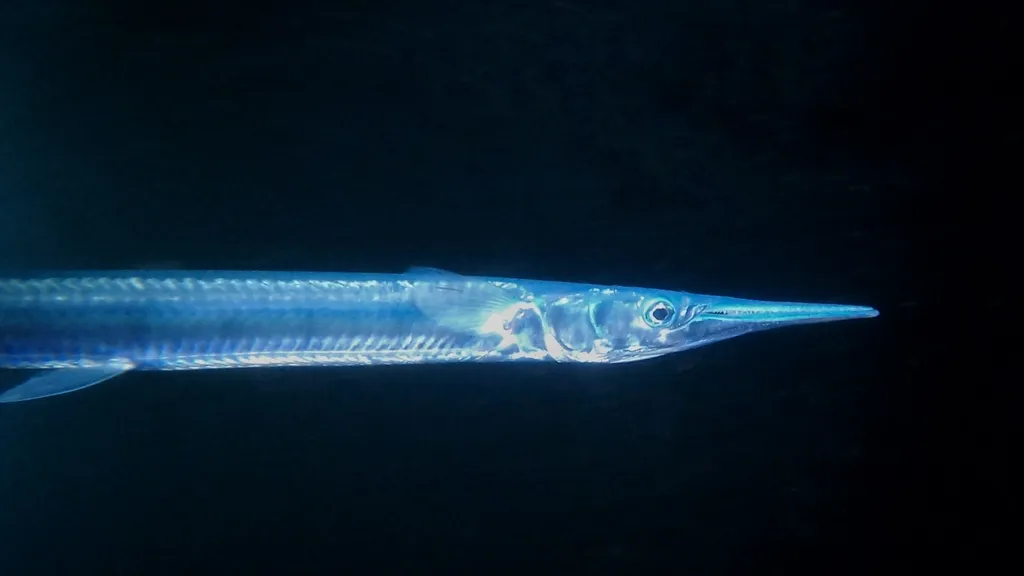 Mexican needlefish, photo 2 (Club de Yates, Mzlo.)