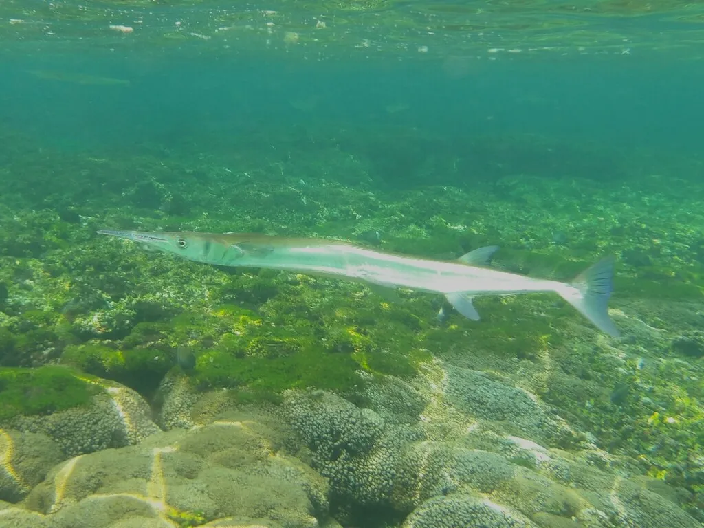 Mexican needlefish, photo 3 (Oaxaca, MX)