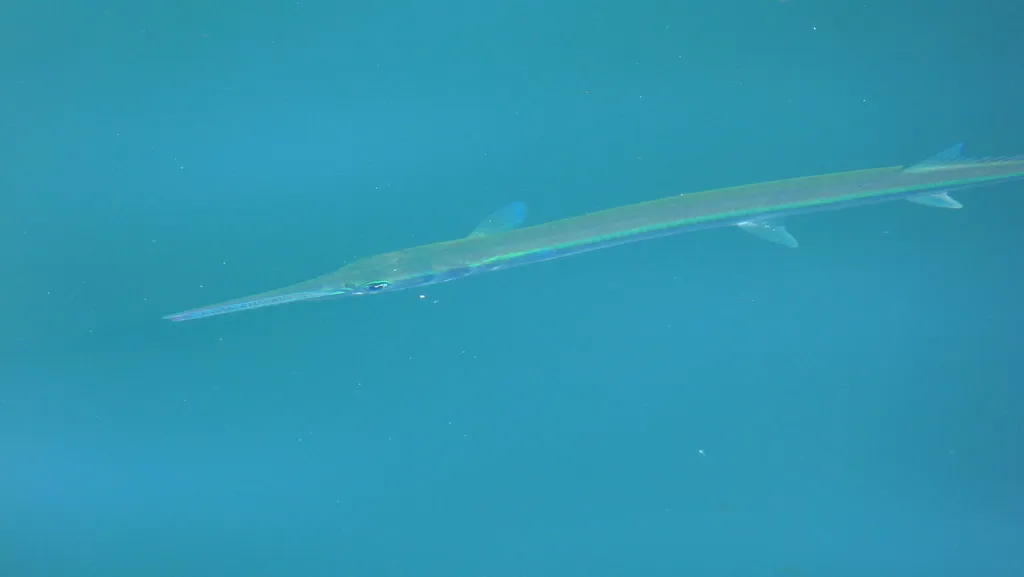 Mexican needlefish, photo 4 (Manzanillo, MX-CL)