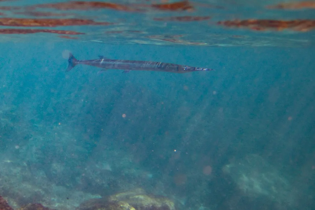 Mexican needlefish, photo 5 (Zihuatanejo, Guerrero)