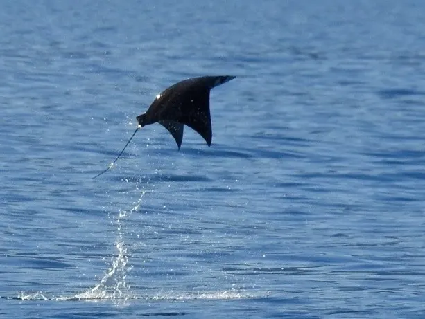 Manta diablo (mobula), foto 2 (Loreto, MX-BS)