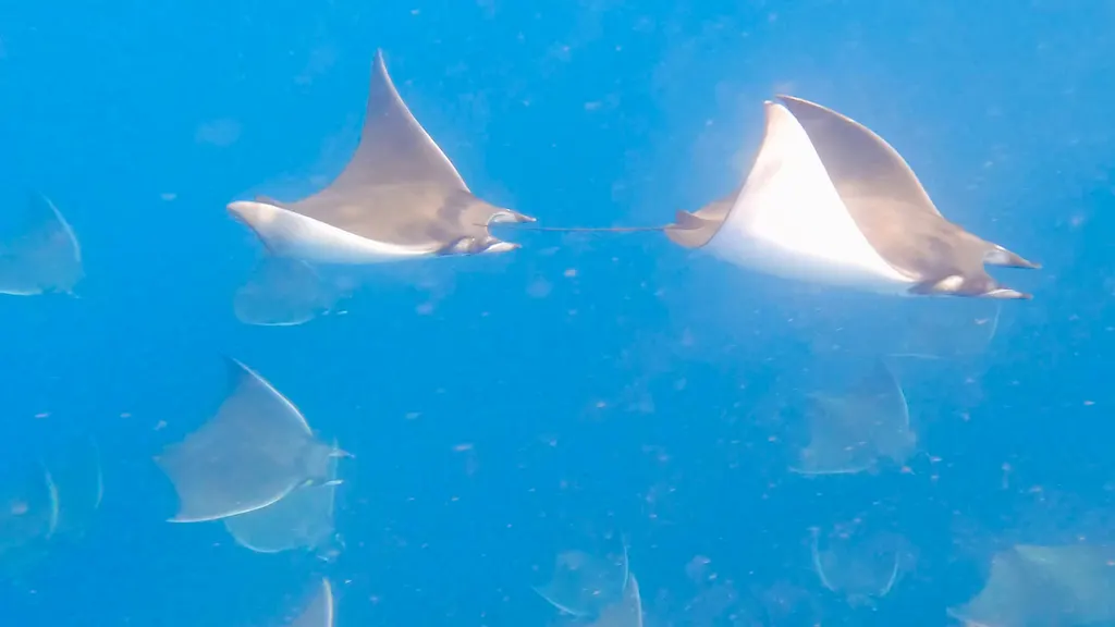 Manta diablo (mobula), foto 3 (Baja California Sur, MX)