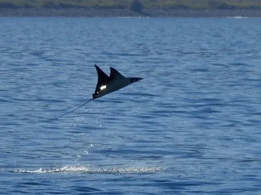 Manta diablo (mobula), foto 4 (Loreto, MX-BS)