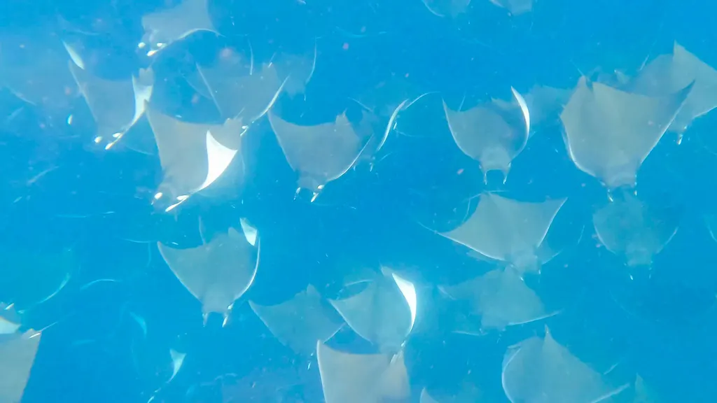 Manta diablo (mobula), foto 5 (Baja California Sur, MX)