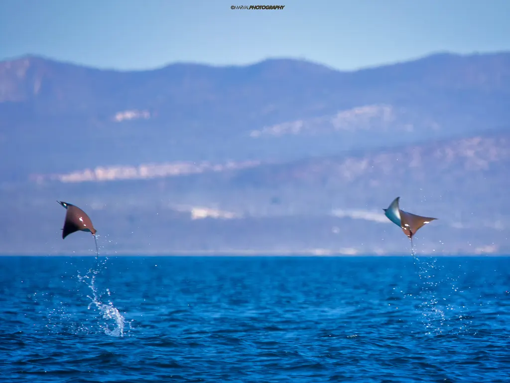 Manta diablo (mobula), foto 6 (Baja California Sur, MX)