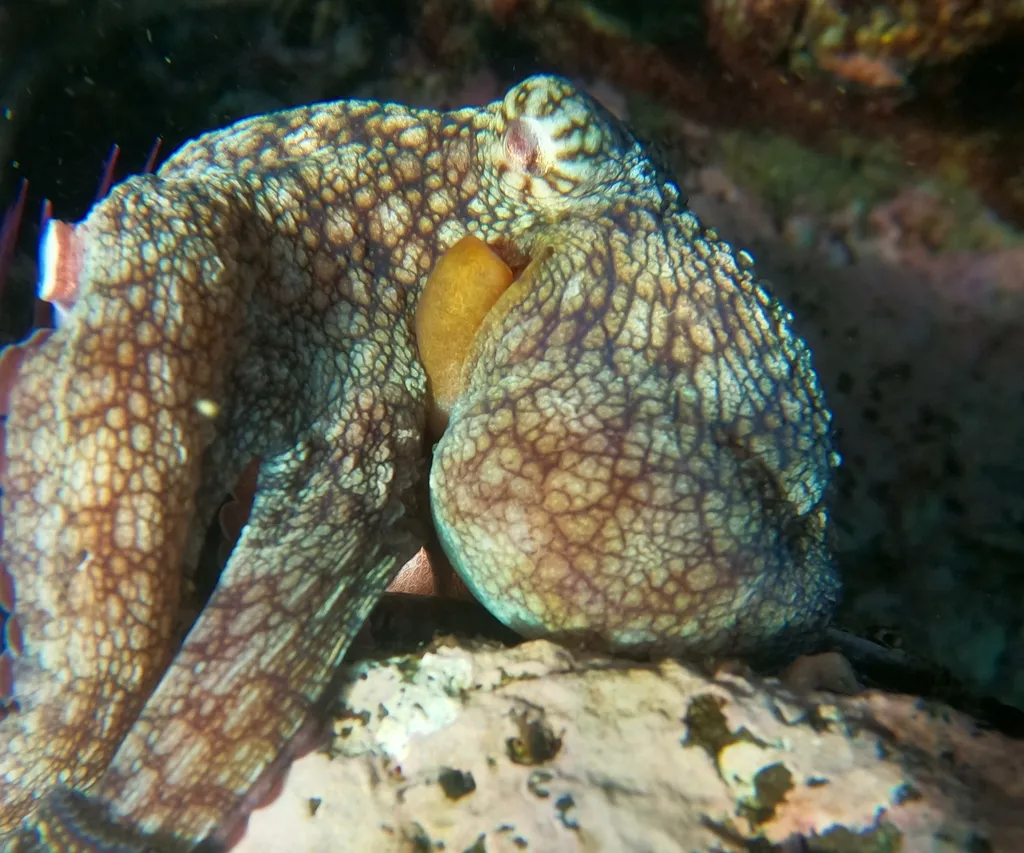 Hubbs’ octopus, photo 1 (Las Brisas)