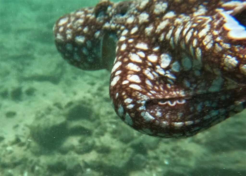Hubbs’ octopus, photo 3 (La Huerta, MX-JA)