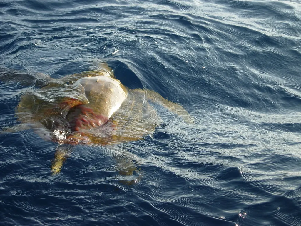 Olive ridley sea turtle, photo 2 (Mexico)