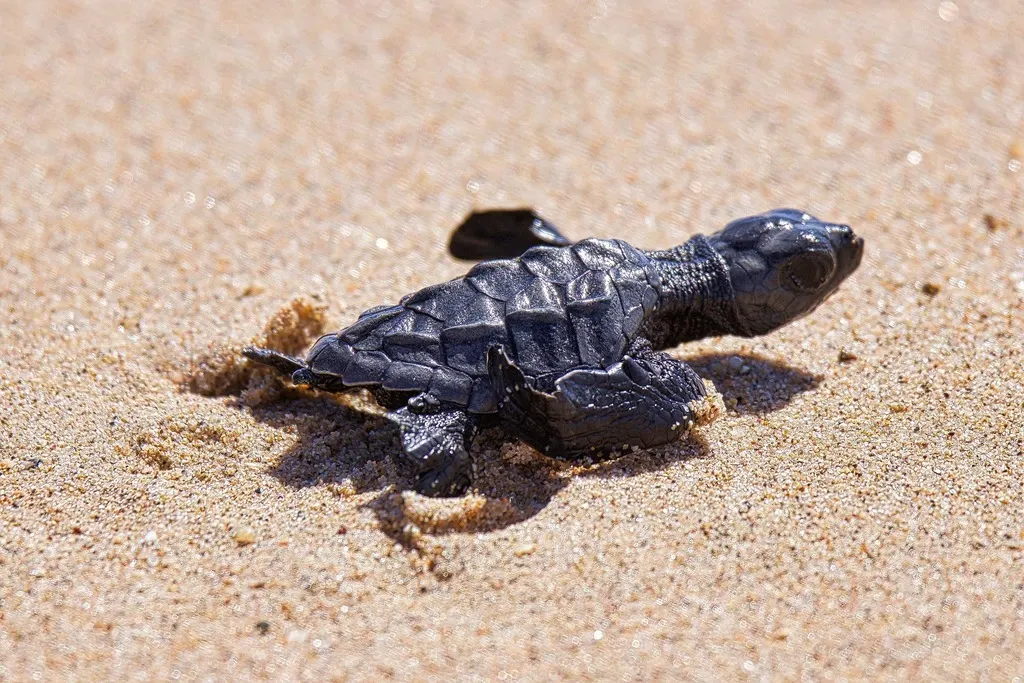 Olive ridley sea turtle, photo 3 (Mexico)