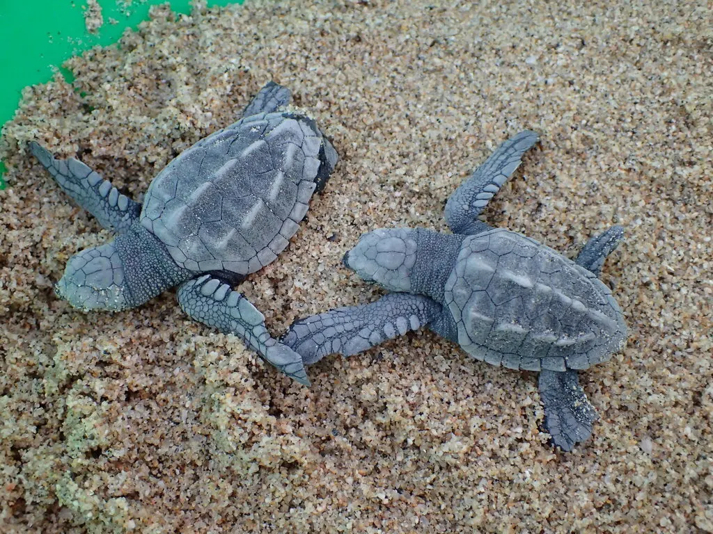 Olive ridley sea turtle, photo 4 (La Paz, MX-BS)