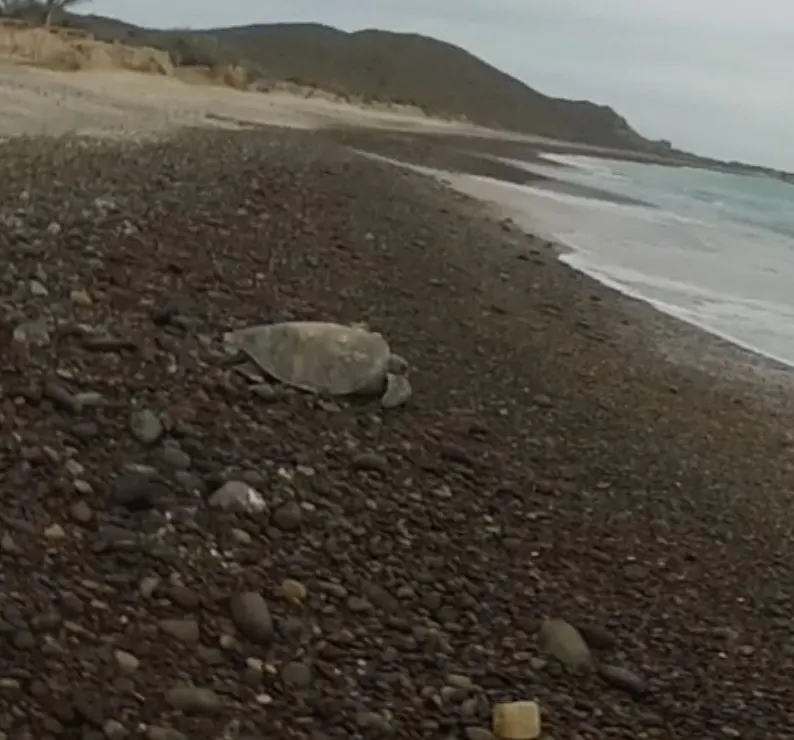 Olive ridley sea turtle, photo 6 (Mexico)
