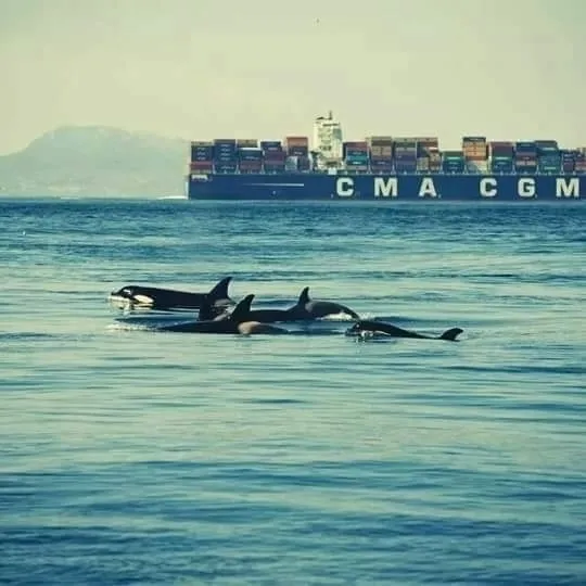 Orca (killer whale), photo 1 (Colima, MX)