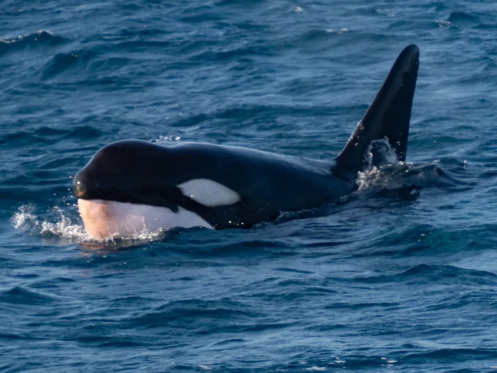 Orca (killer whale), photo 2 (Weligama, LK-MH)