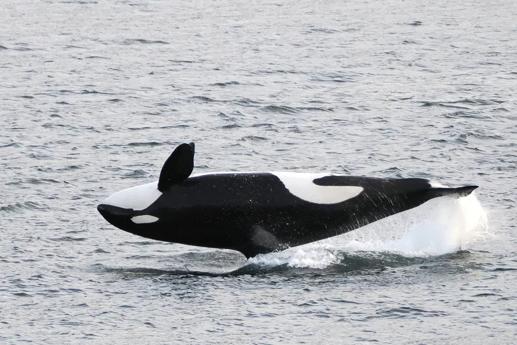 Orca (killer whale), photo 3 (Sitka, AK)