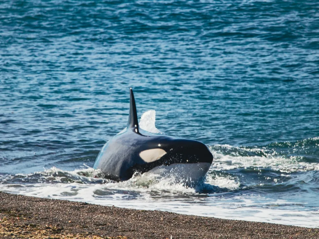 Orca (killer whale), photo 4 (Nte., Estancia Punta Nte.)