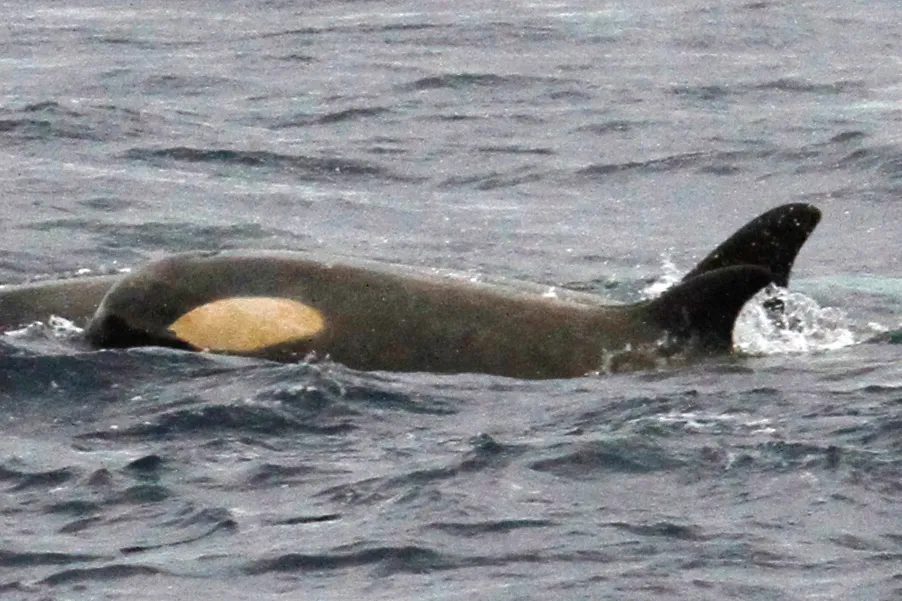 Orca (killer whale), photo 5 (Antarctica)